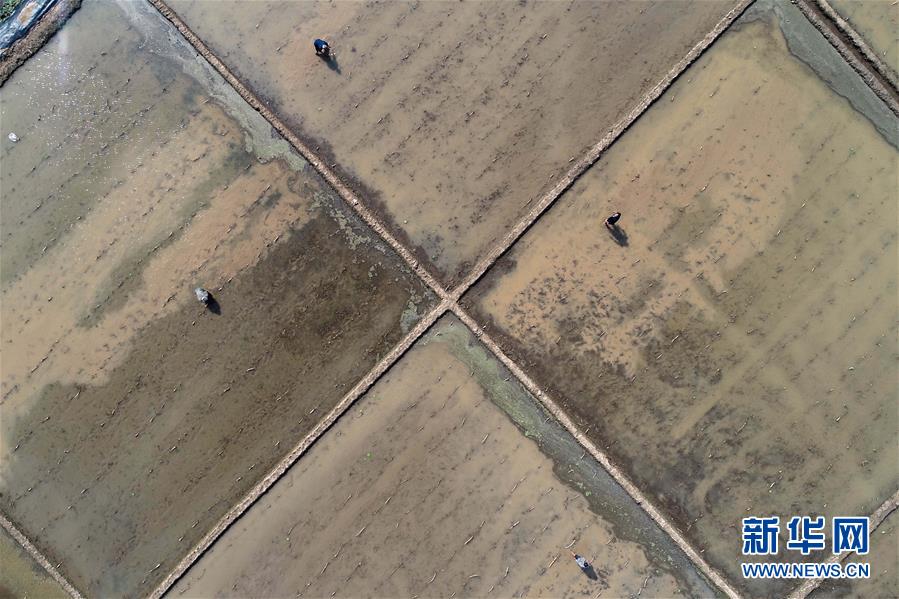 （經(jīng)濟(jì)）（5）夏日種藕正當(dāng)時